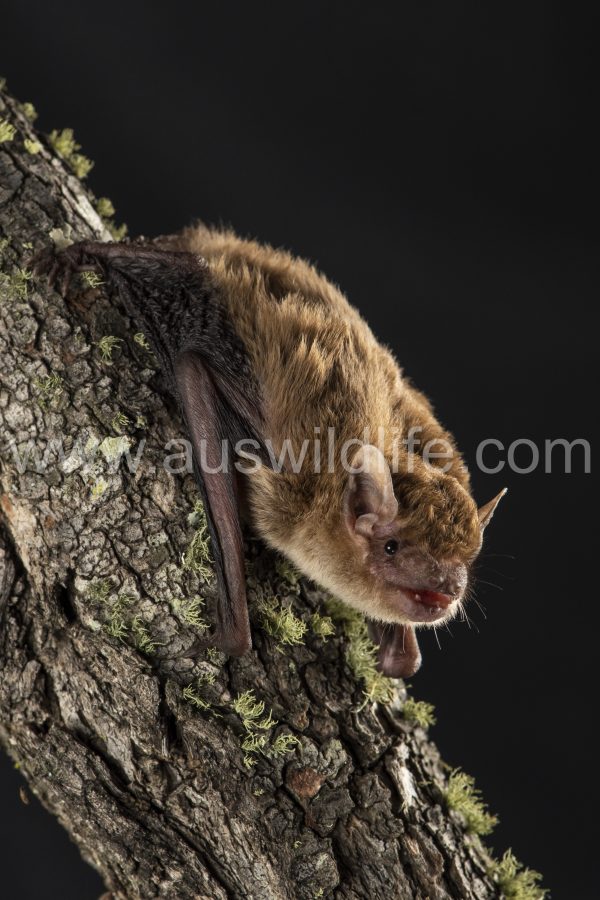 Broad-nosed Bat (Scotorepens sp (Parnaby)) Stanthorpe, Qld Australia