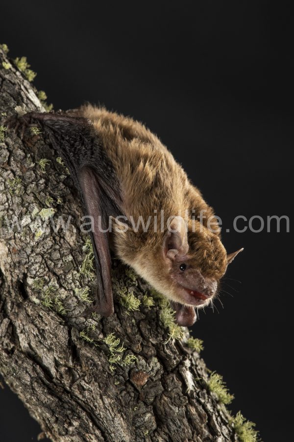 broad-nosed-bat-scotorepens-sp-parnaby