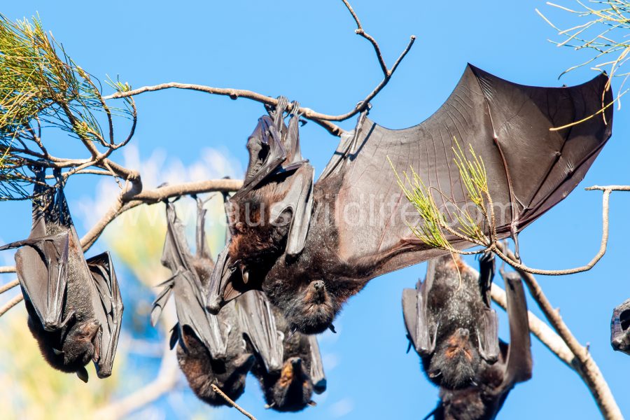 pteropus-alecto-pteropus-alecto