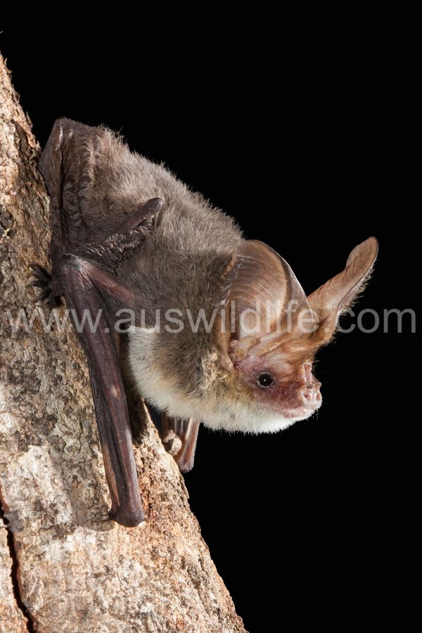 lesser-long-eared-bat-nyctophilus-geoffroyi-7