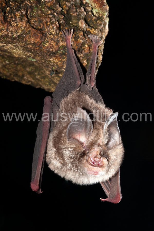 Rhinolophus megaphyllus