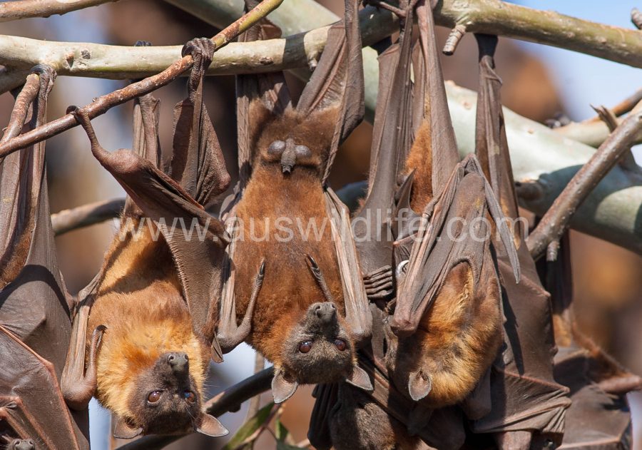 little-red-flying-fox-pteropus-scapulatus-2