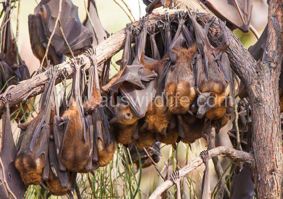 little-red-flying-fox-pteropus-scapulatus-3
