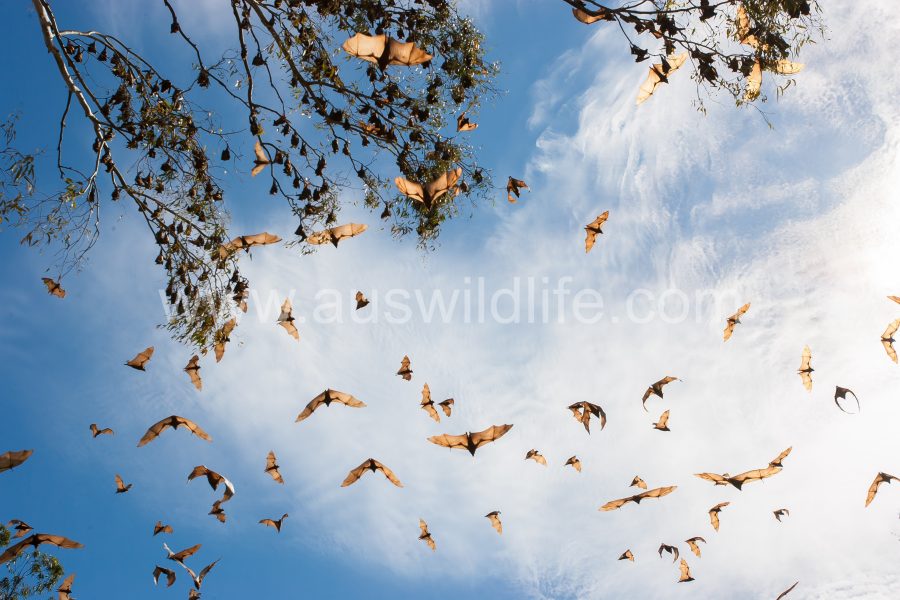 little-red-flying-fox-pteropus-scapulatus-4