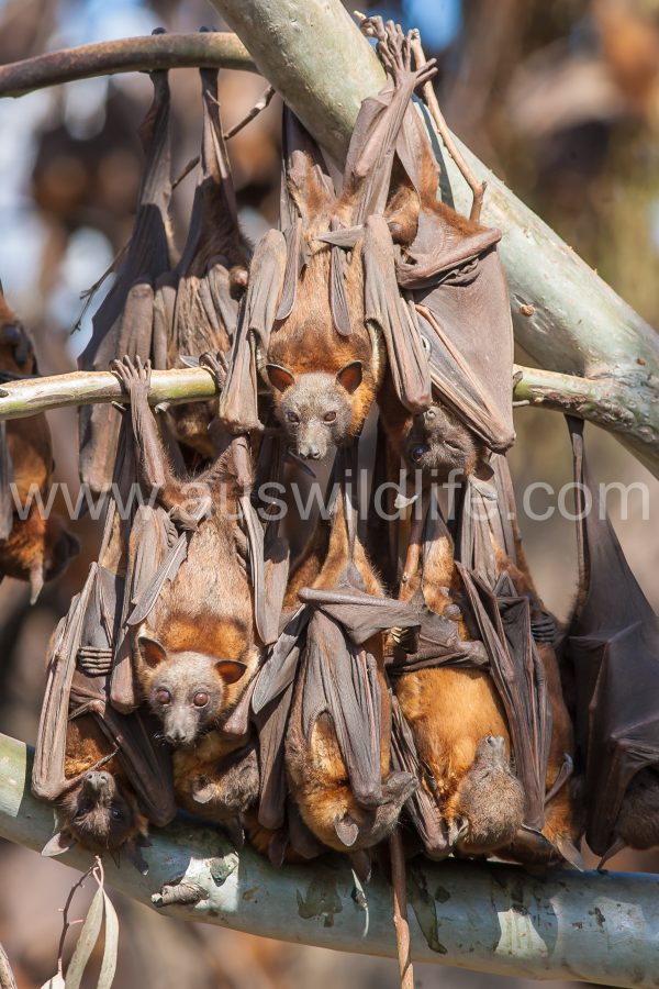 little-red-flying-fox-pteropus-scapulatus-5