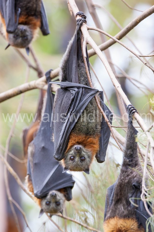 grey-headed-flying-fox-pteropus-poliocephalus