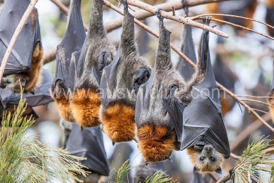 grey-headed-flying-fox-pteropus-poliocephalus-3