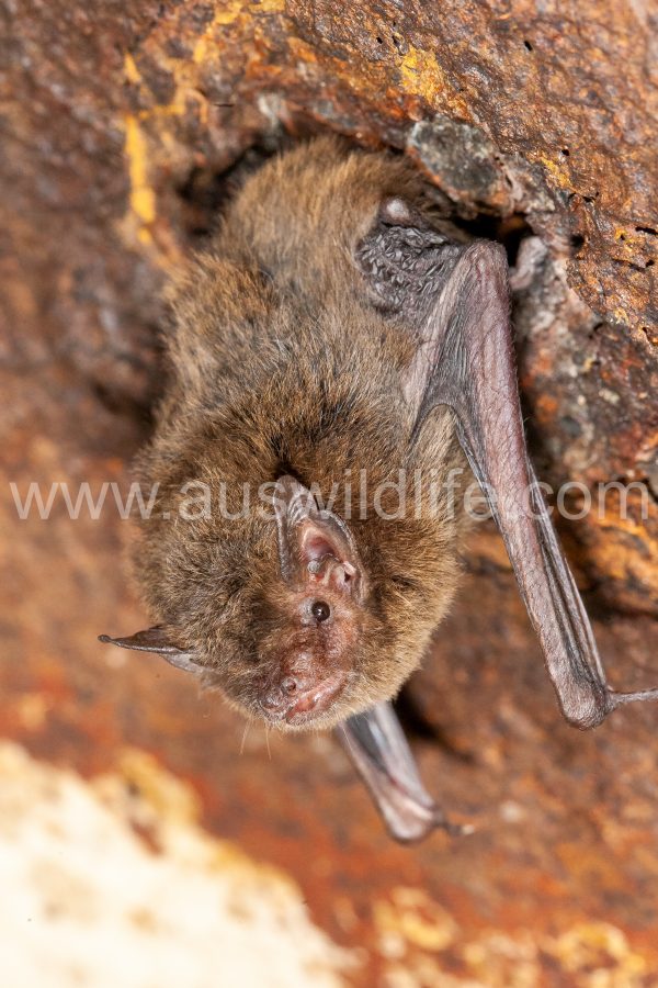eastern-cave-bat-vespadelus-troughtoni-2