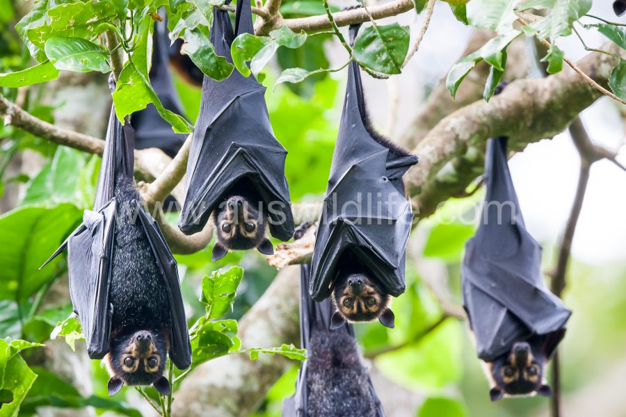 spectacled-flying-fox-pteropus-conspicillatus-2