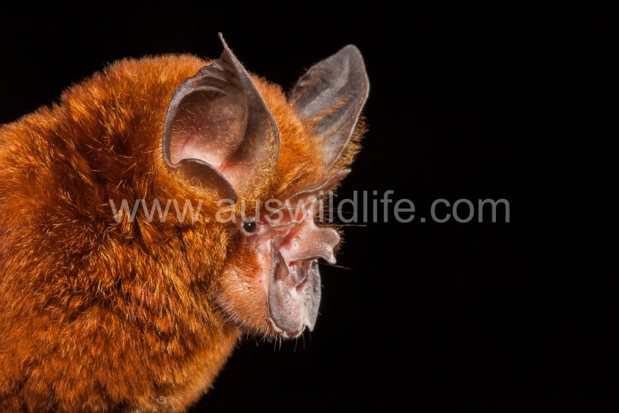 eastern-horseshoe-bat-rhinolophus-megaphyllus-3