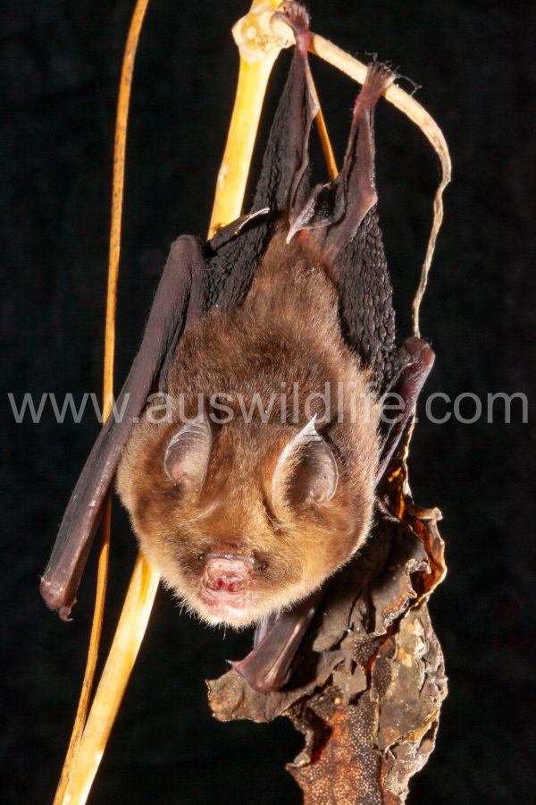 fawn-leaf-nosed-bat-hipposideros-cervinus-3