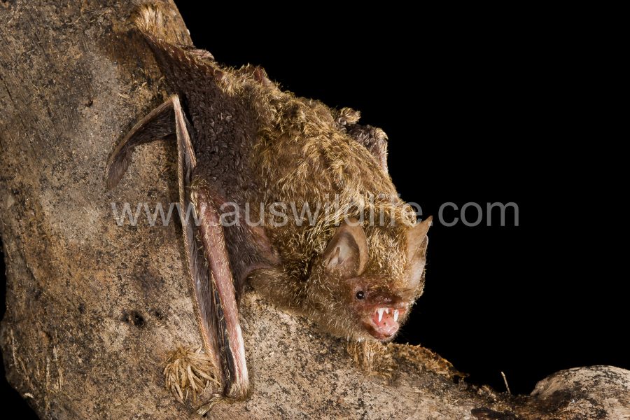 golden-tipped-bat-phoniscus-papuensis-3