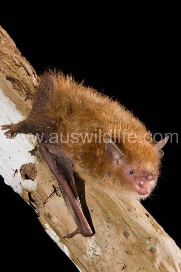 flute-nosed-bat-murina-florium-3
