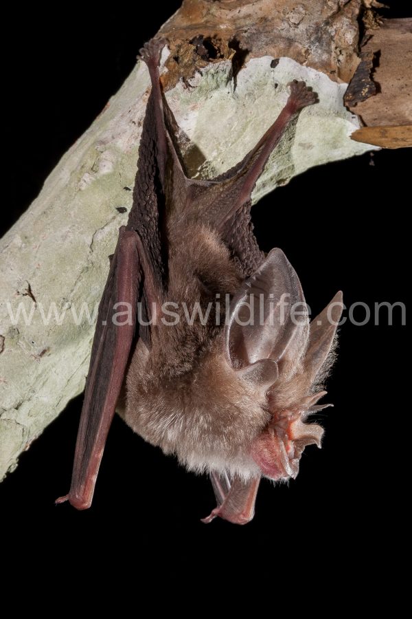 lesser-long-eared-horseshoe-bat-rhinolophus-sp