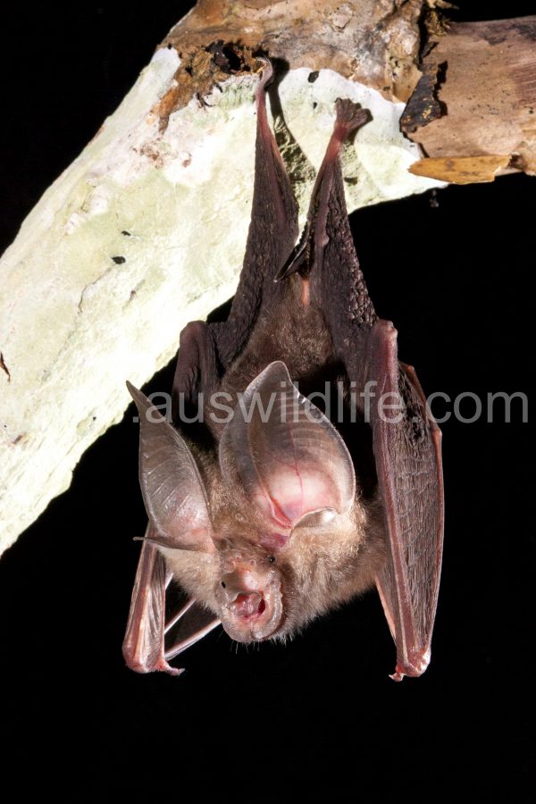 lesser-long-eared-horseshoe-bat-rhinolophus-sp-2