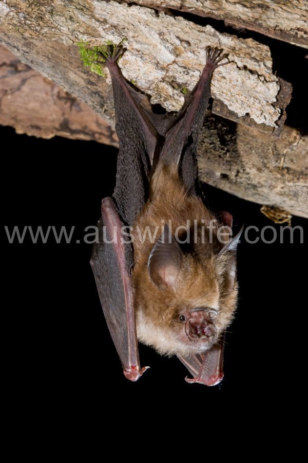 semons-leaf-nosed-bat-hipposideros-semoni-3