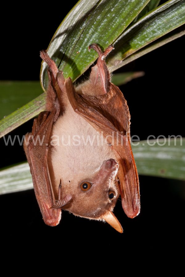 northern-blossom-bat-macroglossus-minimus-2