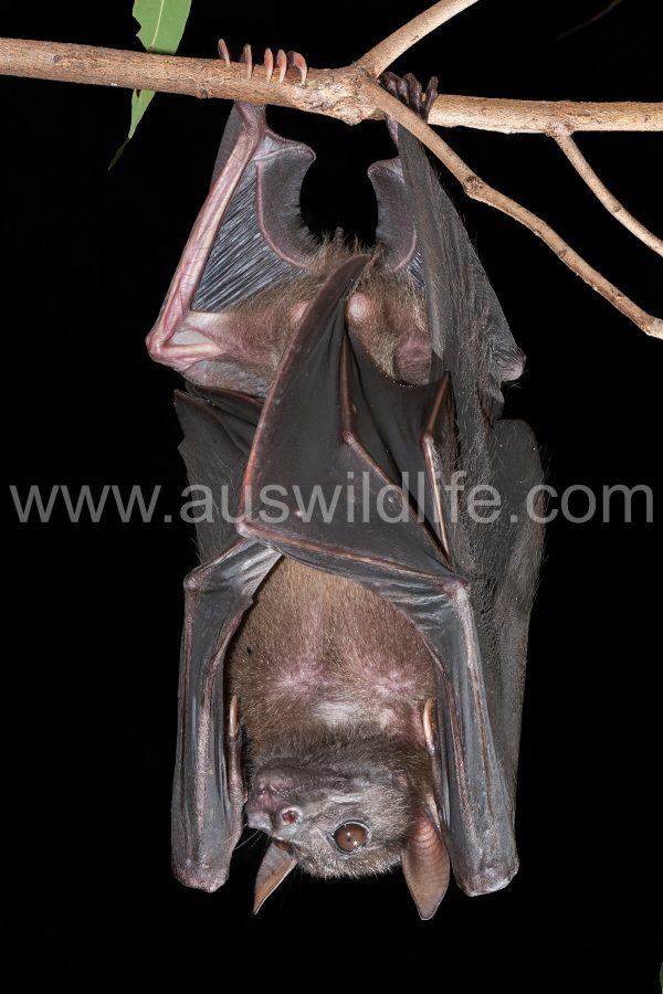 bare-backed-fruit-bat-dobsonia-magna-3