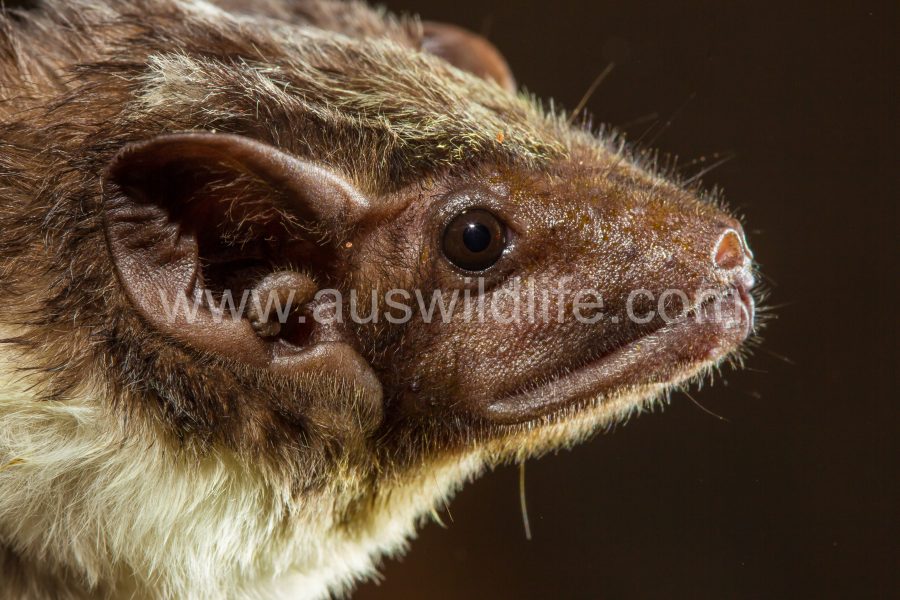 bare-rumped-sheathtail-bat-saccolaimus-saccolaimus
