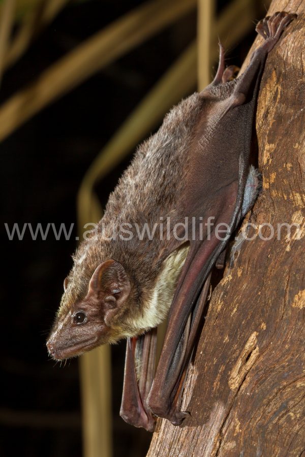 bare-rumped-sheathtail-bat-saccolaimus-saccolaimus-2