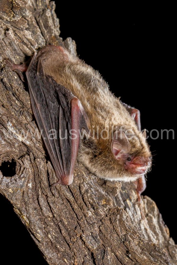 little-forest-bat-vespadelus-vulturnus-3