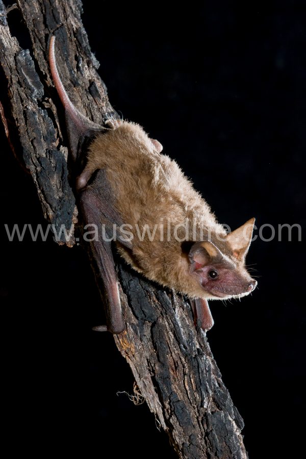 south-eastern-freetail-bat-ozimops-planiceps
