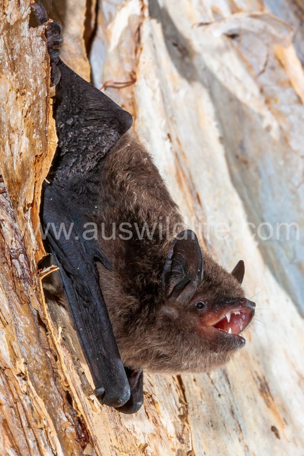 large-footed-myotis-myotis-macropus-3