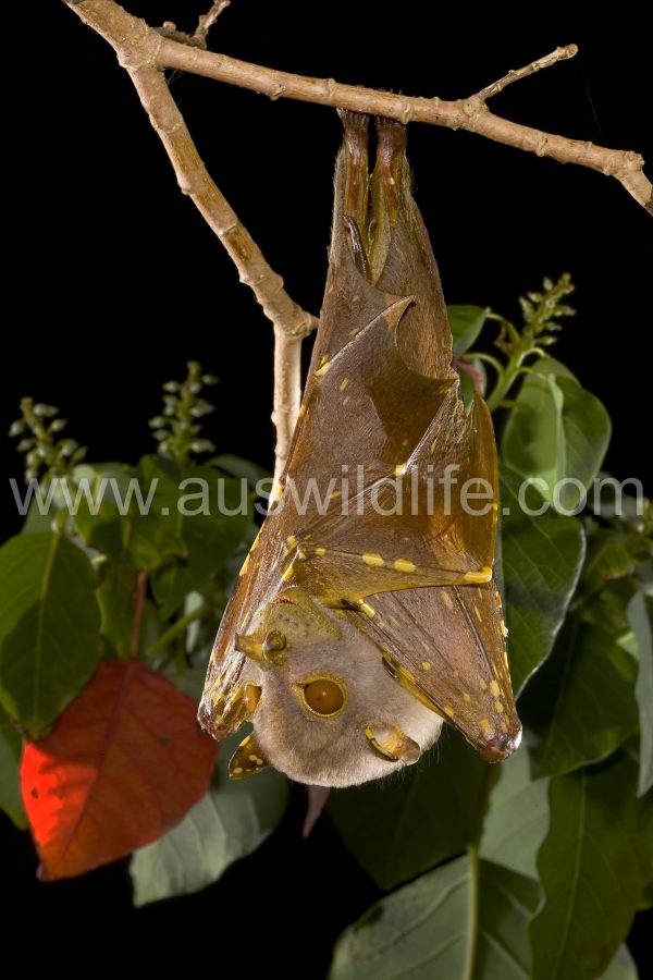 eastern-tube-nosed-bat-nyctimene-robinsoni-2