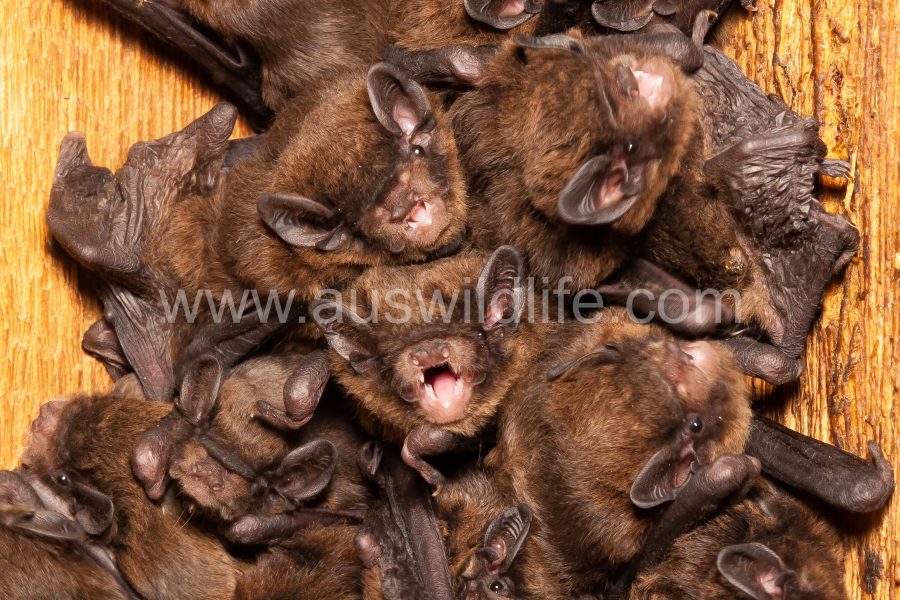 chocolate-wattled-bat-chalinolobus-morio-10