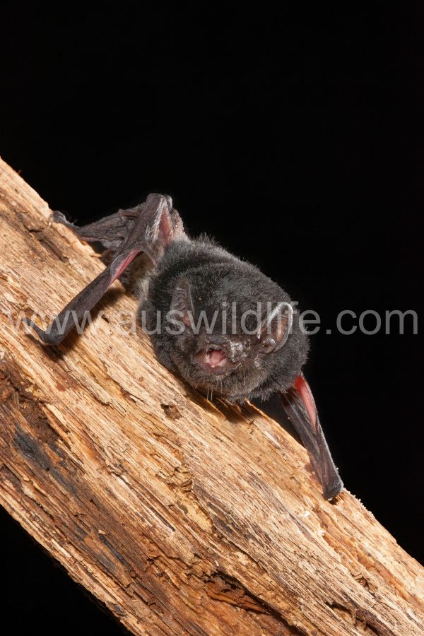 little-pied-bat-chalinolobus-picatus-3
