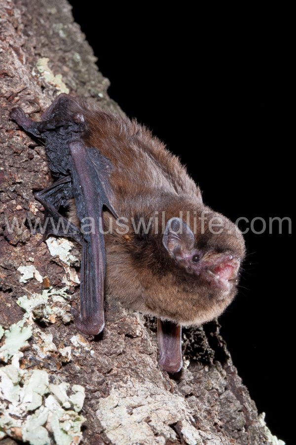 chocolate-wattled-bat-chalinolobus-morio-11