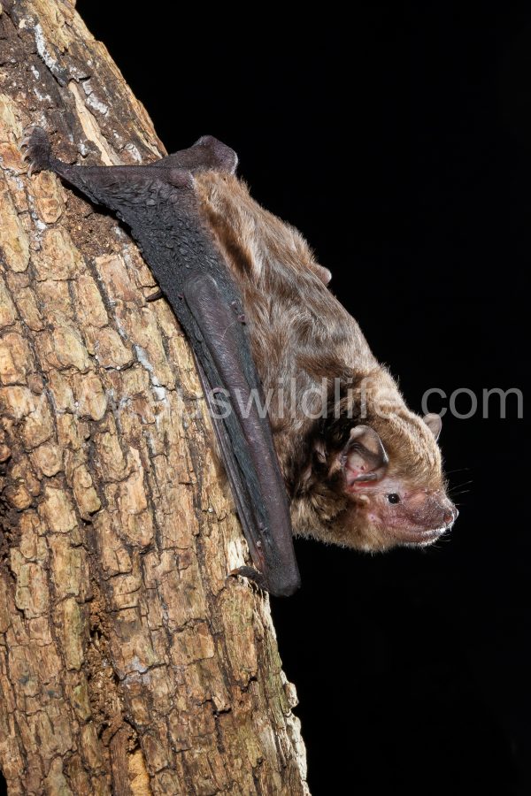 greater-broad-nosed-bat-scoteanax-rueppellii