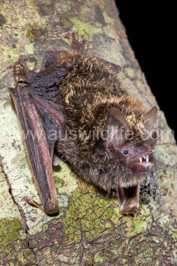 golden-tipped-bat-phoniscus-papuensis