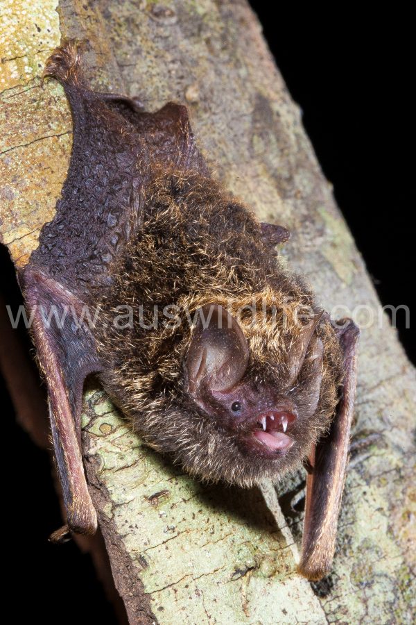 golden-tipped-bat-phoniscus-papuensis-2