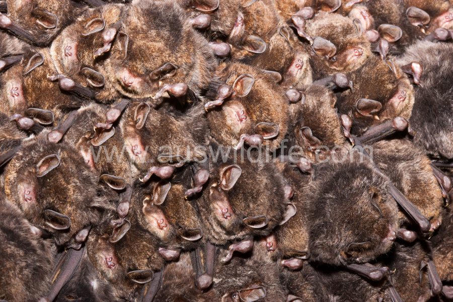 eastern-bentwing-bat-miniopterus-orianae-oceanensis