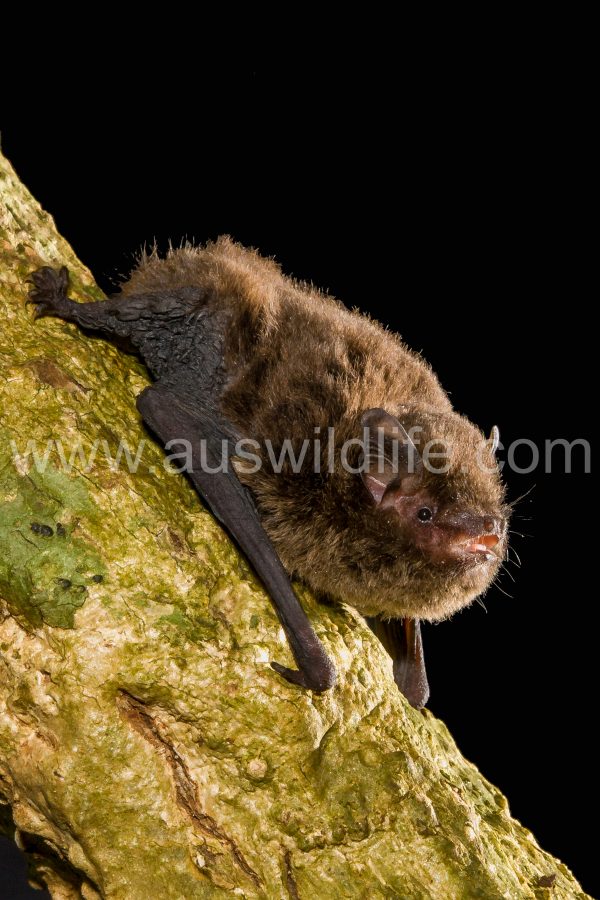 eastern-forest-bat-vespadelus-pumilus-2