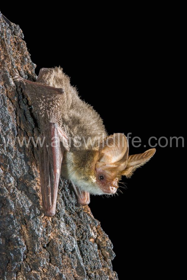 lesser-long-eared-bat-nyctophilus-geoffroyi-9