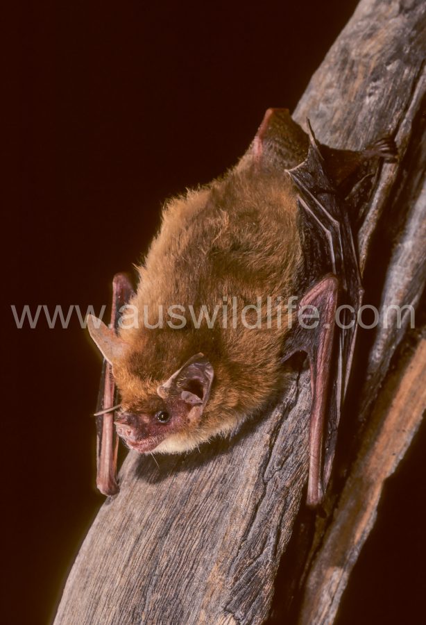 pygmy-long-eared-bat-nyctophilus-walkeri-adelaide-river-nt-australia
