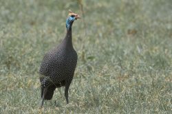 helmeted-guineafowl-numida-meleagris