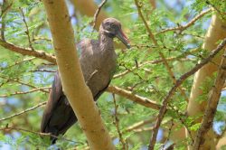 hadada-ibis-bostrychia-hagedash