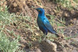 greater-blue-eared-starling-lamprotornis-chalybaeus