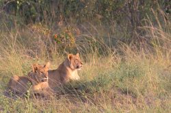 lion-panthera-leo