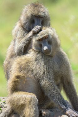 yellow-baboon-papio-cynocephalus