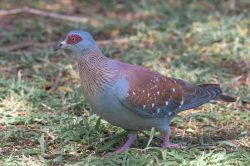speckled-pigeon-columba-guinea