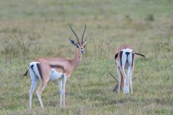 thomsons-gazelle-gazelle-rufifrons