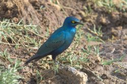 greater-blue-eared-starling-lamprotornis-chalybaeus-3