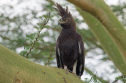 long-crested-eagle-lophaetus-occipitalis