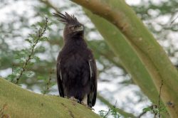 long-crested-eagle-lophaetus-occipitalis-2