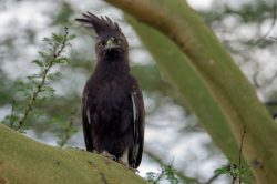 long-crested-eagle-lophaetus-occipitalis-3