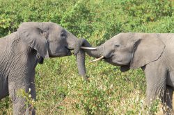 african-elephant-loxodonta-africana-4